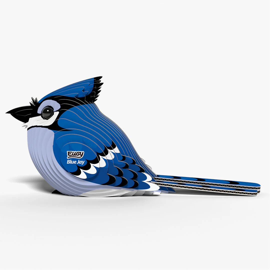 EUGY 3D model - Blue Jay